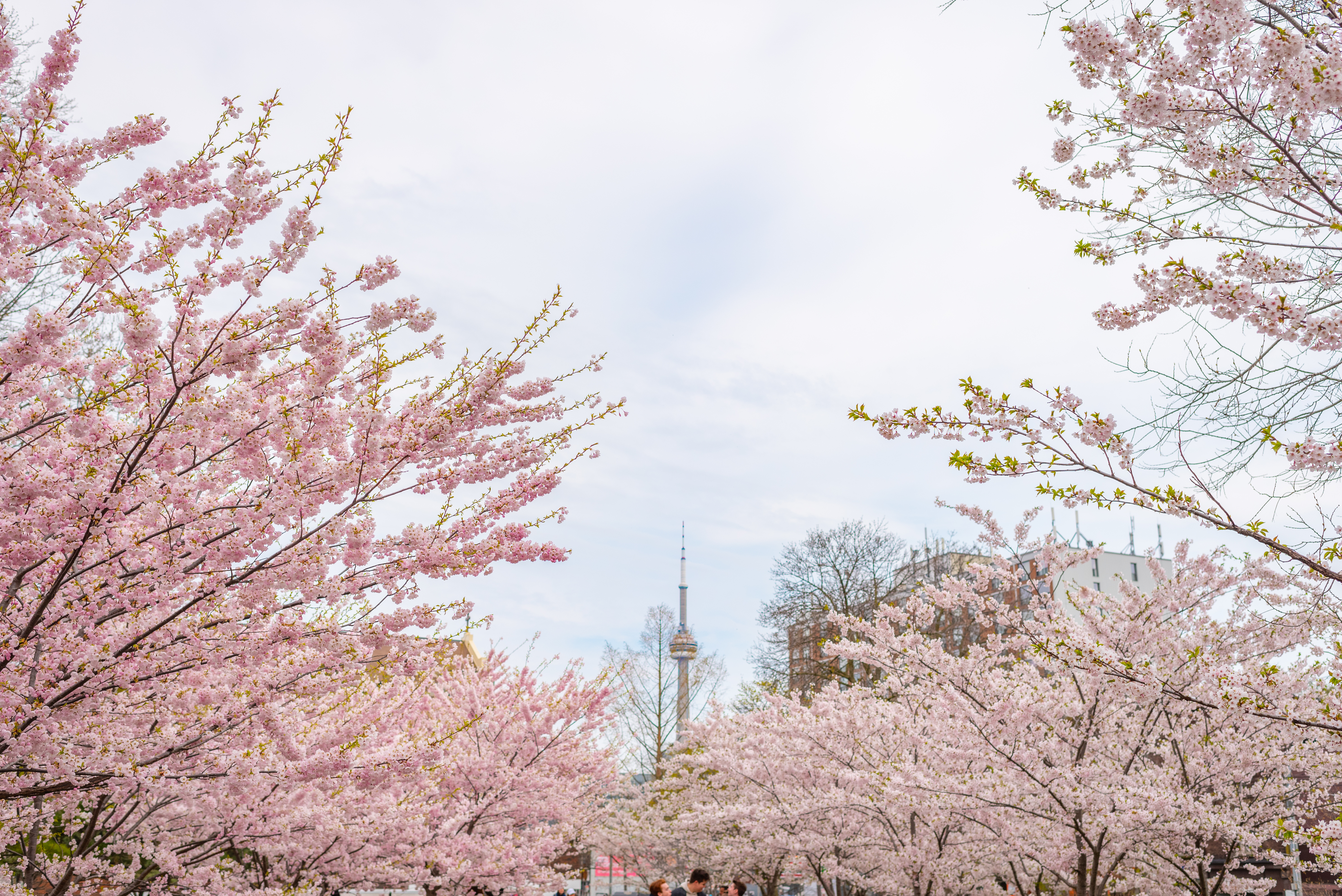 Cherry Blossoms in Toronto
