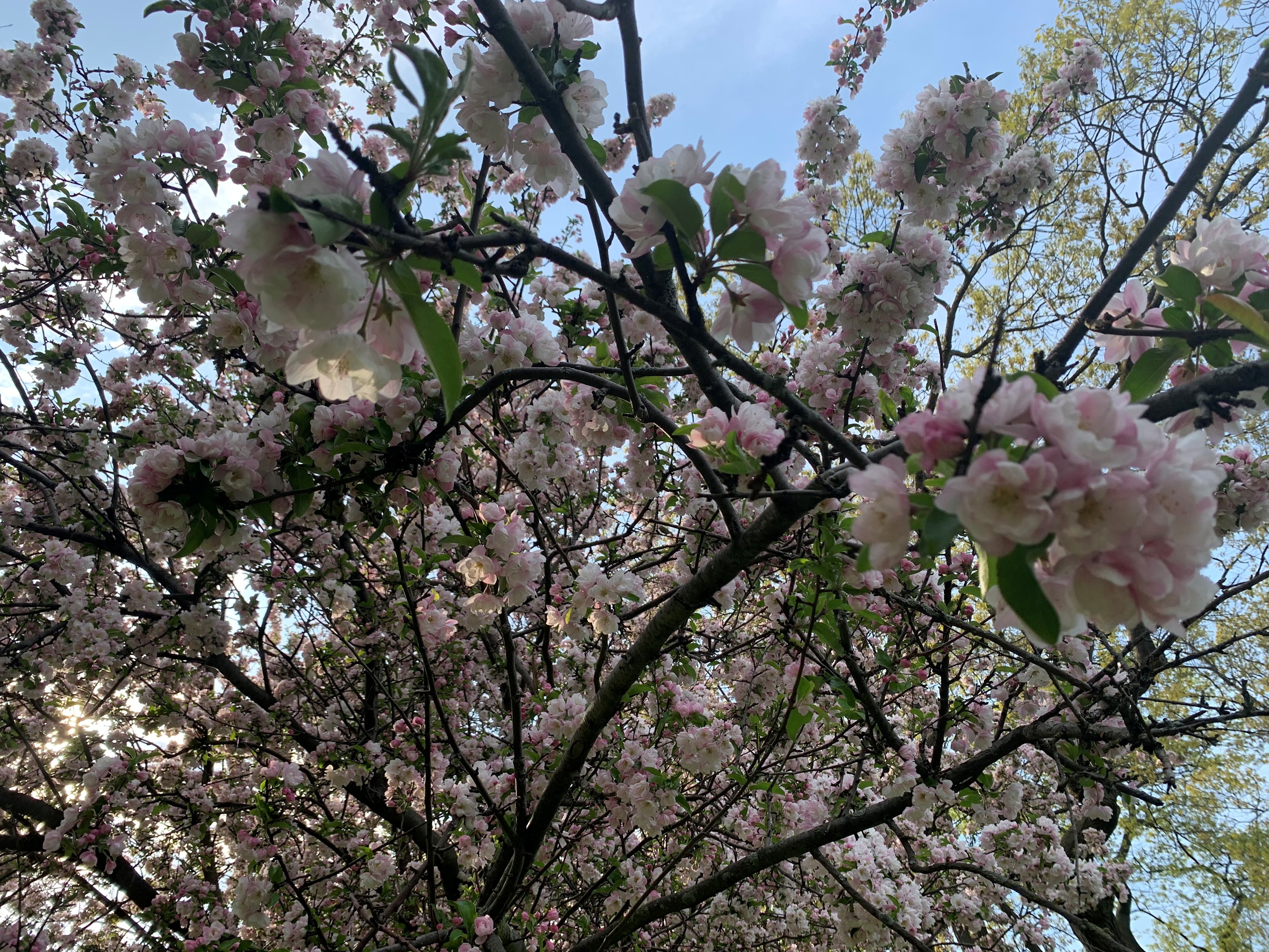 Cherry Blossoms at High Park