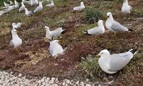 Seagulls nesting on a grass covered rooftop