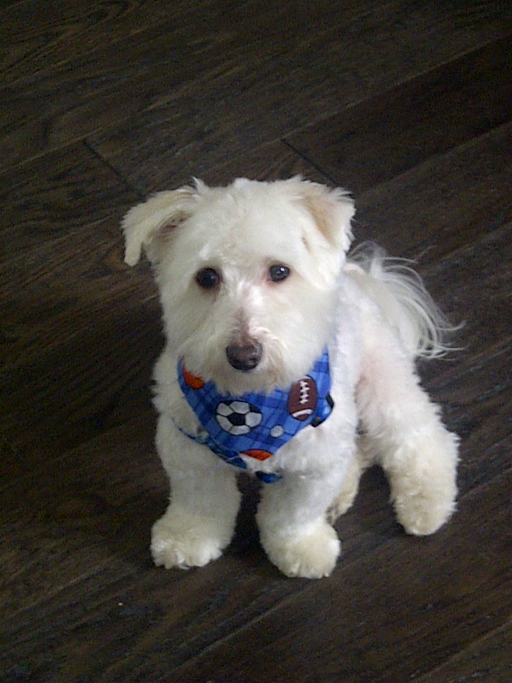 Our grand puppy, Grizzley all set for a day of swimming. Photo courtesy Mike Aziz, Human Resources