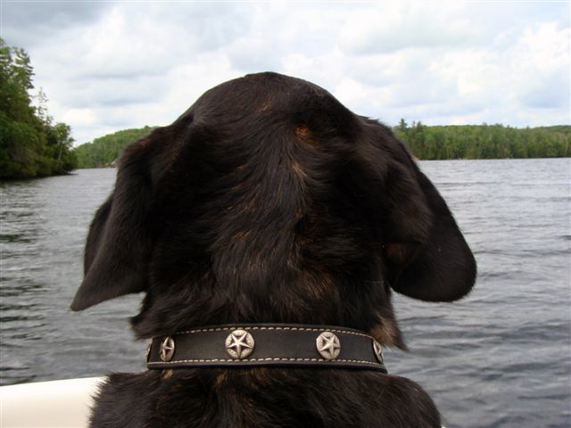 Captain Sam, my dog, heading out, no pun intended, fishing. Photo courtesy Paul Tedesco, Queensway Division