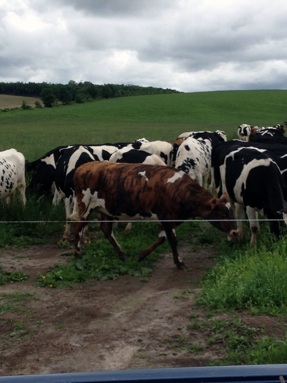 Spending time on the farm milking cows, treating cattle for hoof infection on the nice rolling hills of Trent Hills district. Photo courtesy Troy Easter, Greenwood Track