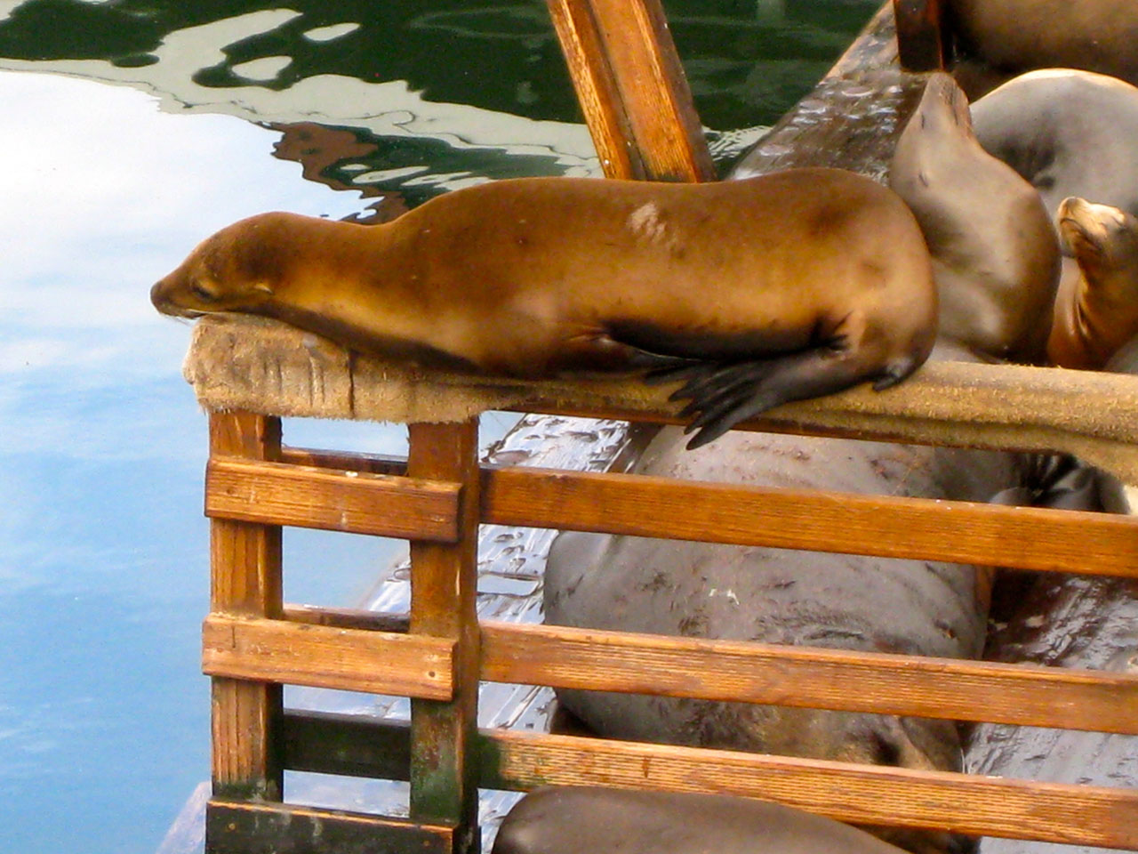 California seals, Photo courtesy Catherine Waterson, EC and E