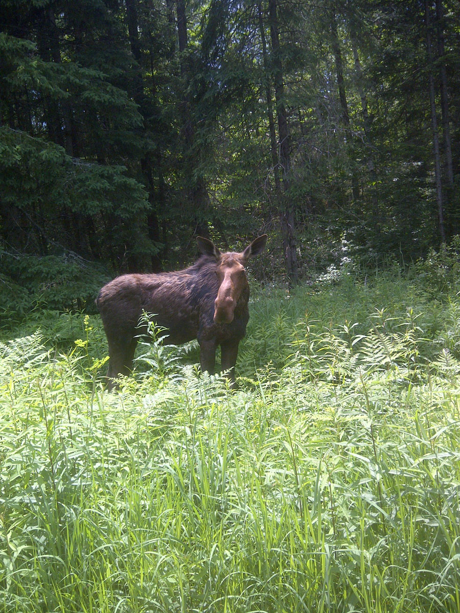 14 year old Scott, took a picture of this friendly moose on an ATV trail in the Ottawa Valley. Photo courtesy Ed Winger, Transit Enforcement