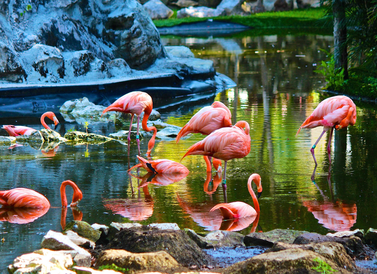 Flamingos in Rivera Maya, Mexico. Photo courtesy Noor Al Shaikh