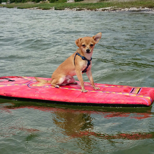 Jasper, my seven-month-old Chihuahua riding a wake board on Georgian Bay. Photo courtesy Catherine Kagetsu