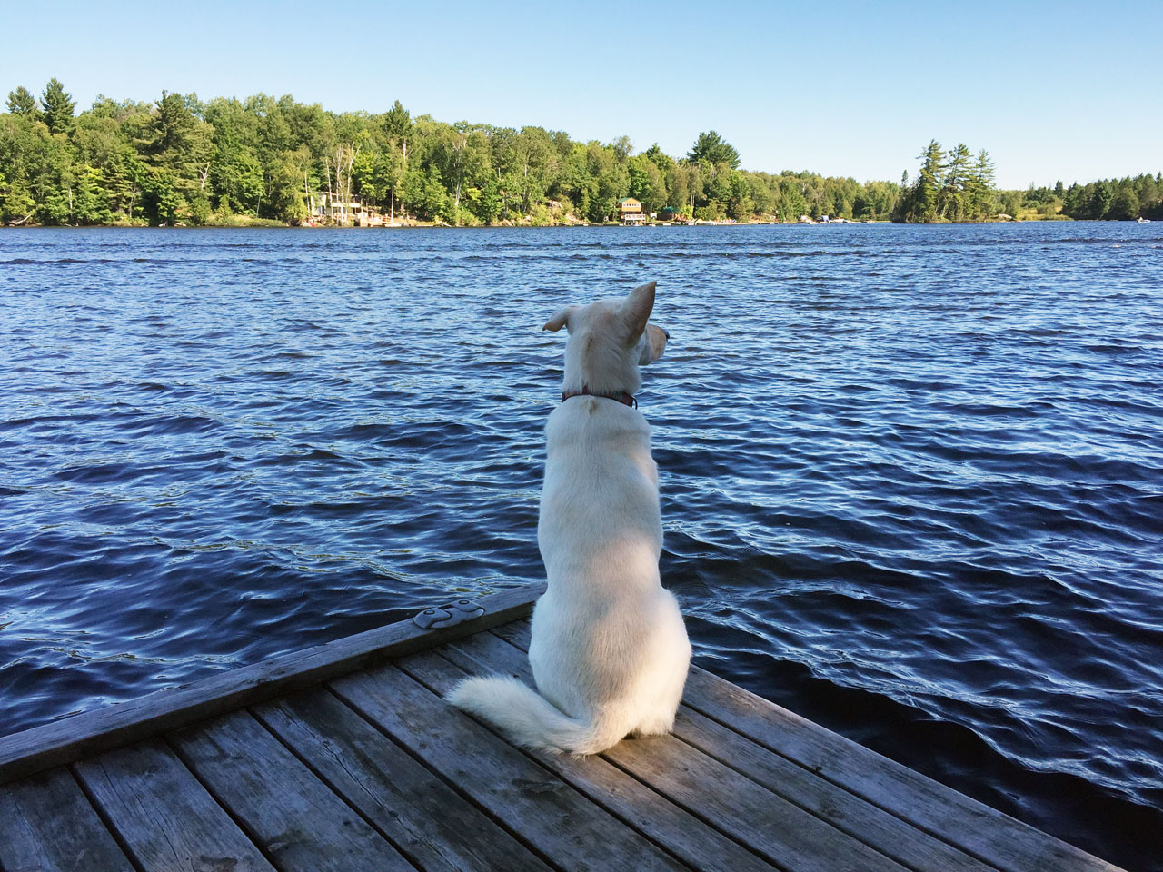 Sophie sitting on the dock of the bay. Photo courtesy Martin Bamford