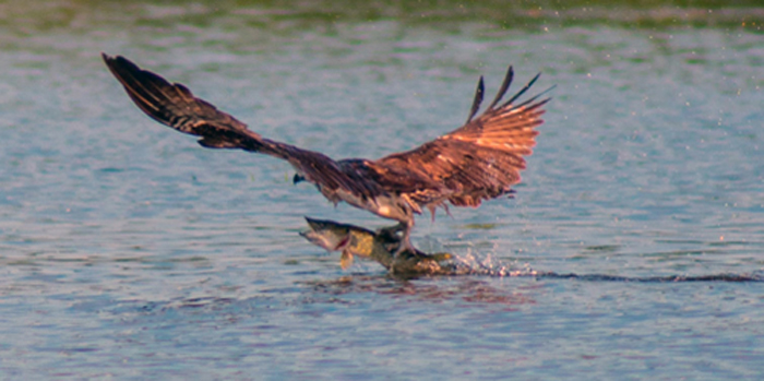 Picked up my camera and waited for Osprey to go fishing. Photo courtesy Andy Mehl