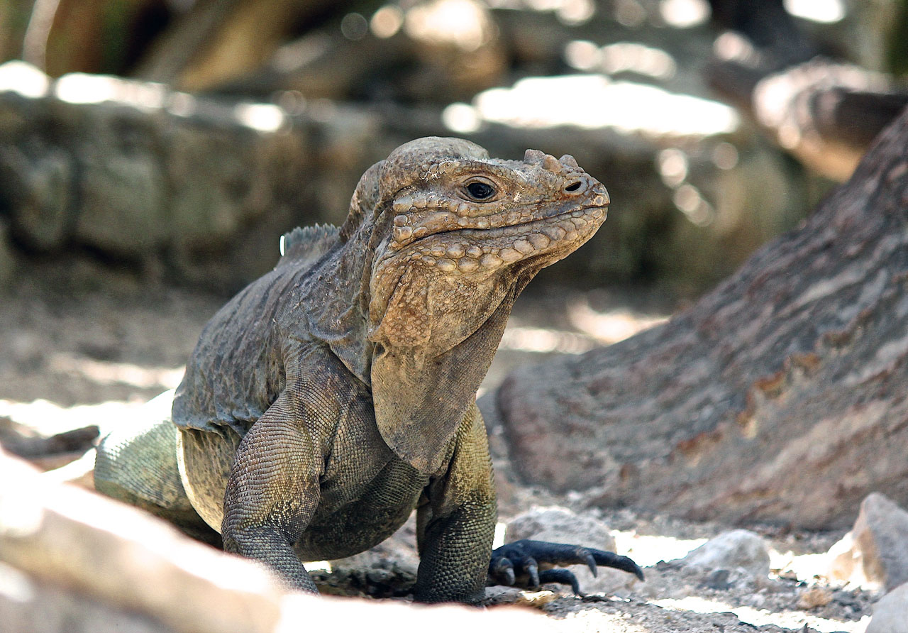 Lizard spotting in Punta Cana, Dominican Republic . Photo courtesy Noor Al Shaikh