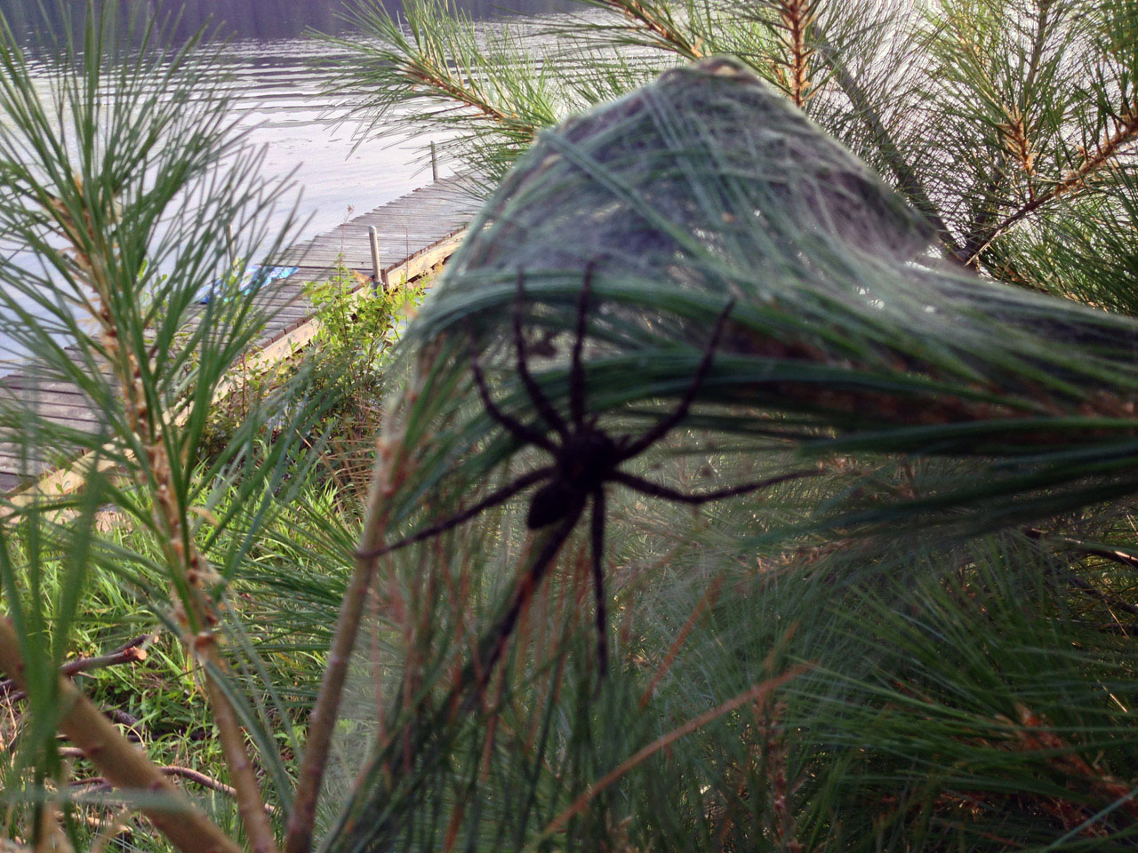Dock spider! Photo courtesy Peter Ashbourne