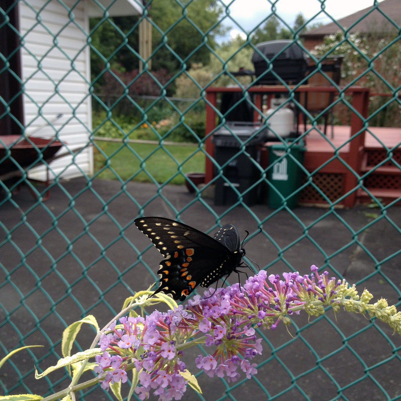 Blakc Swallowtail butterfly. Photo courtesy Denyse Cowan