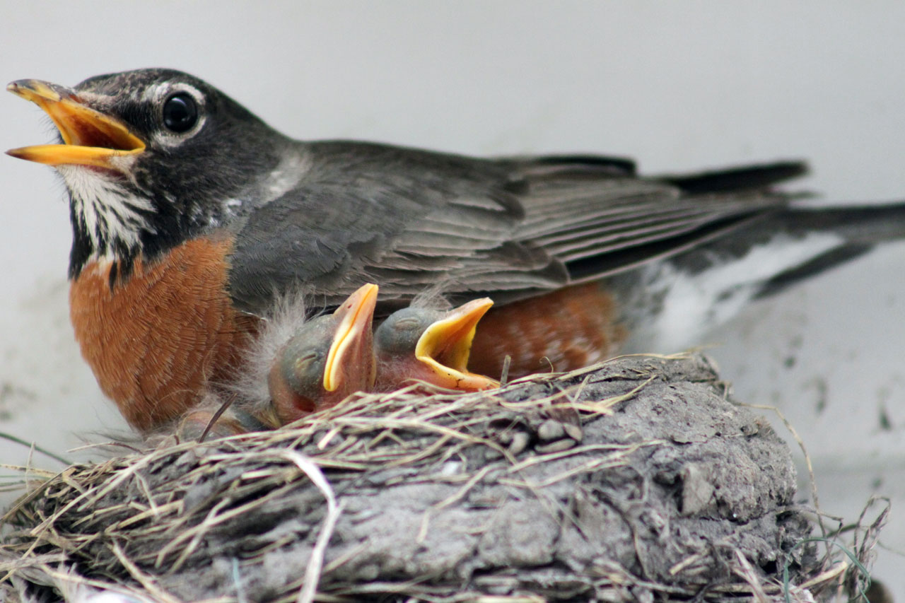 Newborn and hungry baby robins. Photo courtesy Denyse Cowan