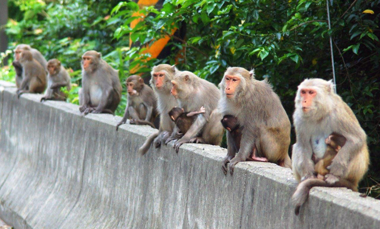 Row of monkeys in Taiwan. Photo courtesy Will Halina