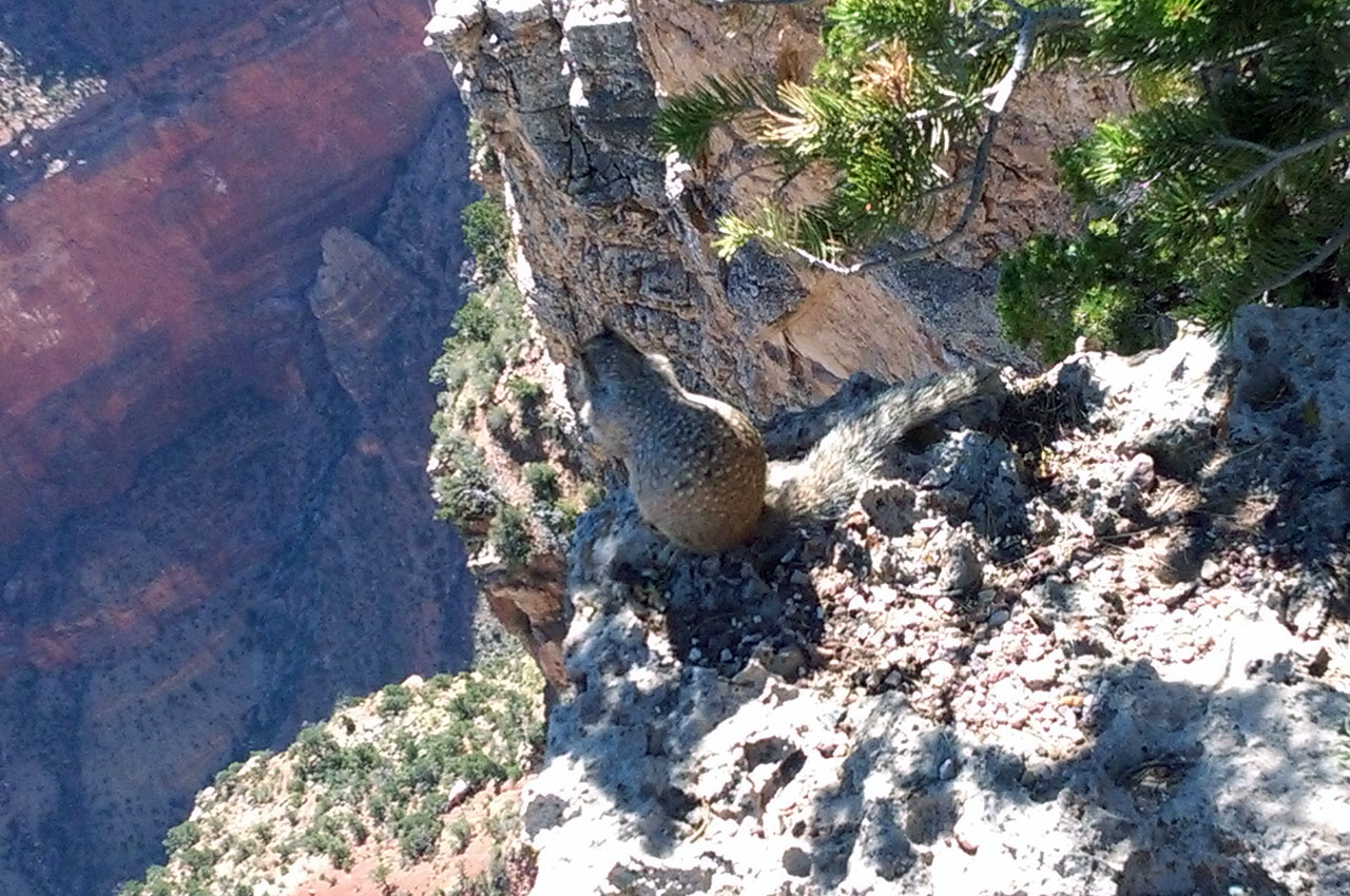 A cliff-side squirrel taking in the beauty of the Grand Canyon. Photo courtesy Gerry Conveny