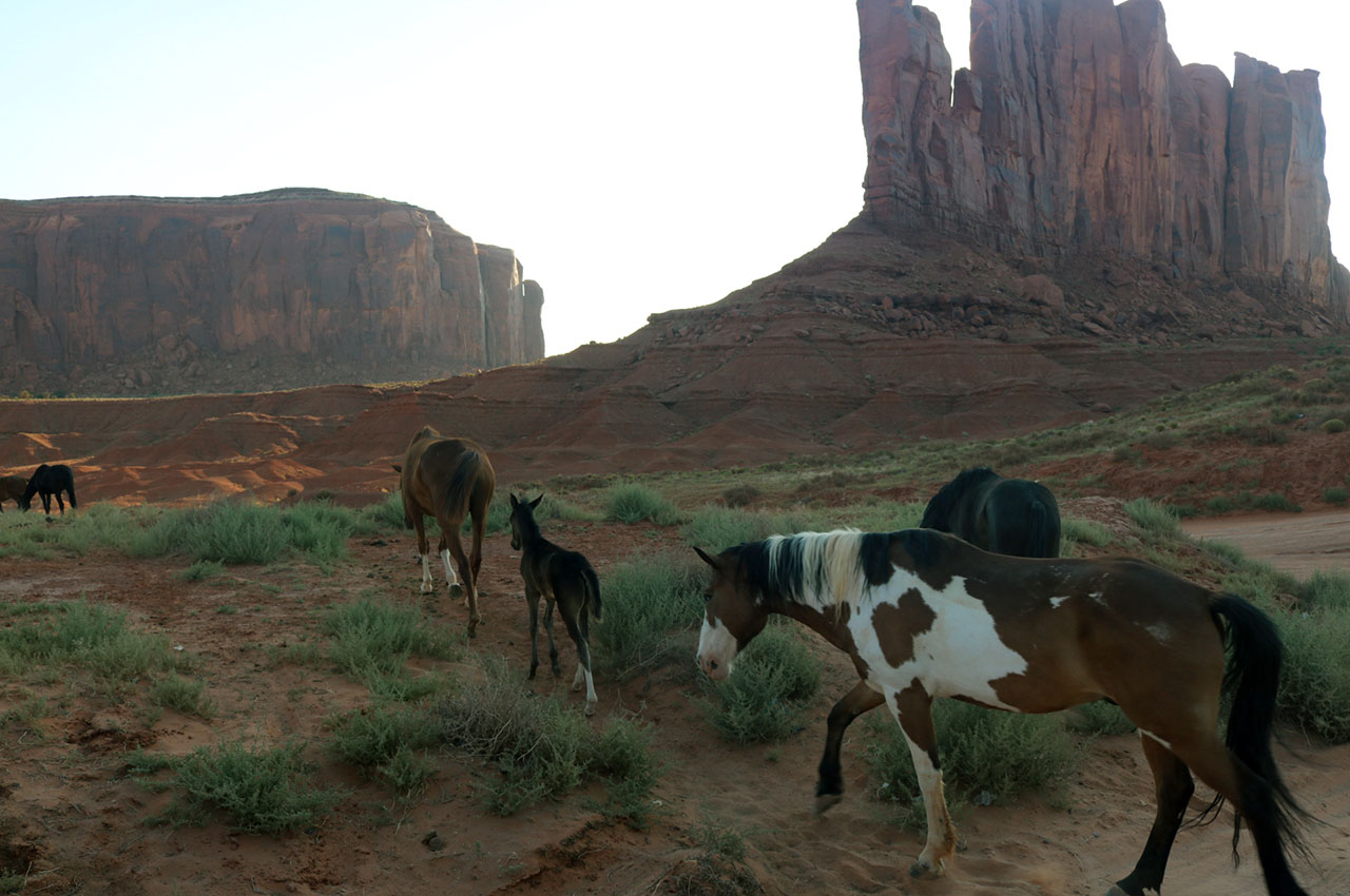 A mare and her foul on a sunrise stroll at Monument Valley, Utah. Photo courtesy Gerry Conveny