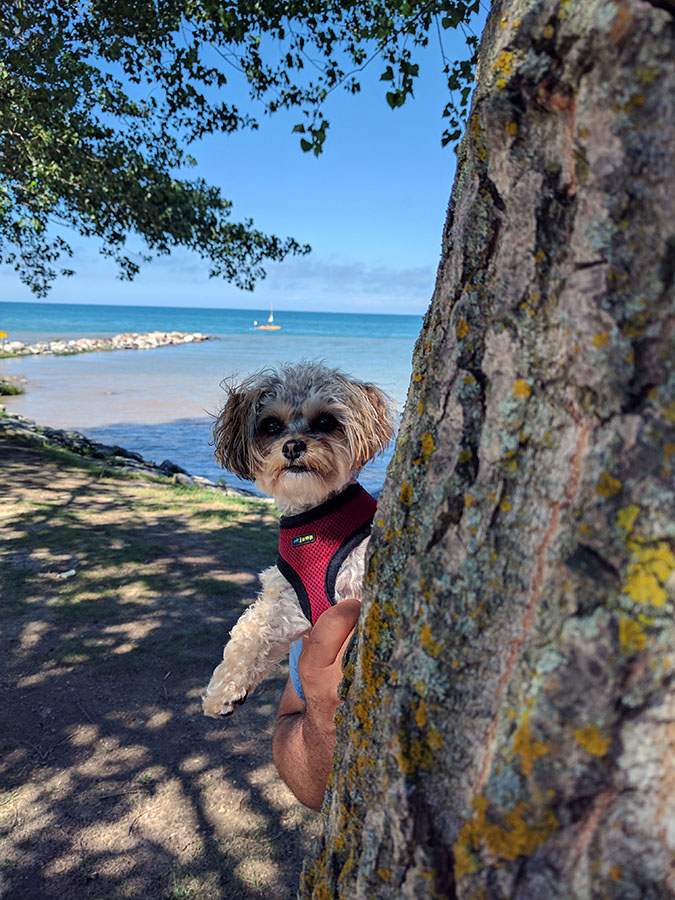 Hiding behind a tree with Brio, my dog, in Thornbury. Photo courtesy Jane Garofalo