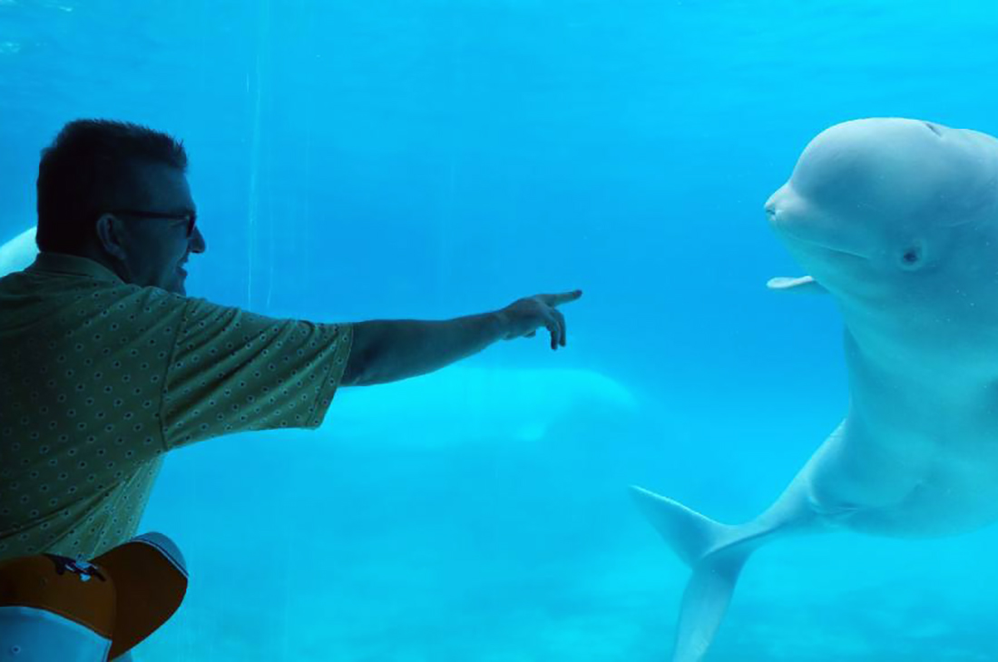 Checking out the Beluga Whales at Marineland. Photo courtesy Kevin MacLeod