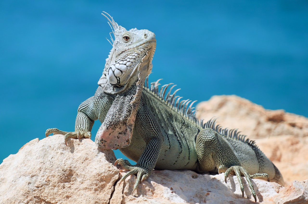 Iguana posing in St. Martin Photo courtesy: Predrag Petrovic