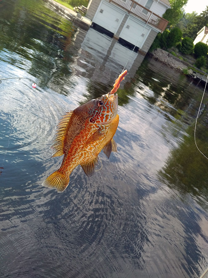 Little colourful fish caught and released in Ontario. Photo courtesy Paul Radcliffe