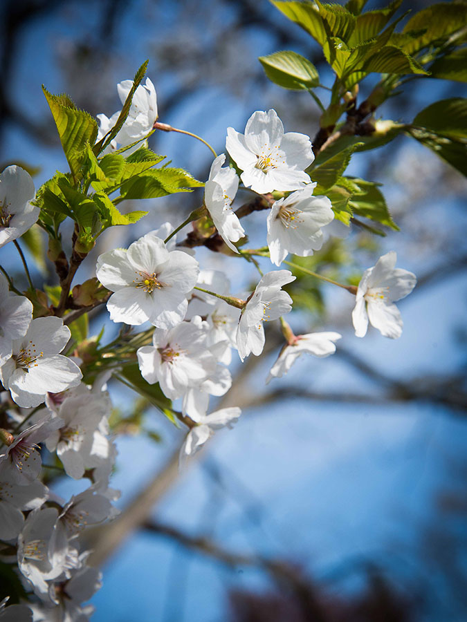 Cherry Blossom festival at High Park. Photo courtesy Anil Fernandes