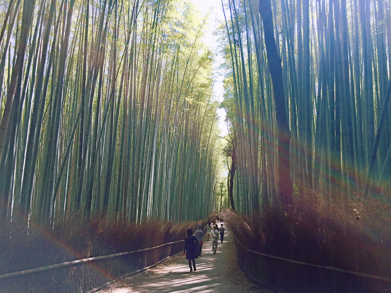 Honeymoon in Japan, visiting Arashiyama Bamboo Grove in Kyoto Prefecture. Photo courtesy Samantha Belgrave