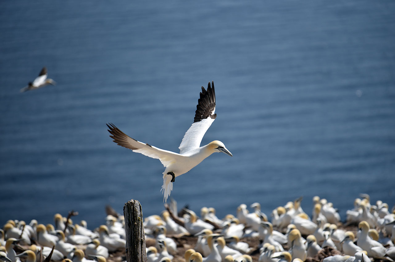 Took photos at IIe Bonaventure et du Rocher Pee National Park, Quebec. This national park island has more than one hundred thousand birds, an absolute bird heaven. Photo courtesy Betty Chen