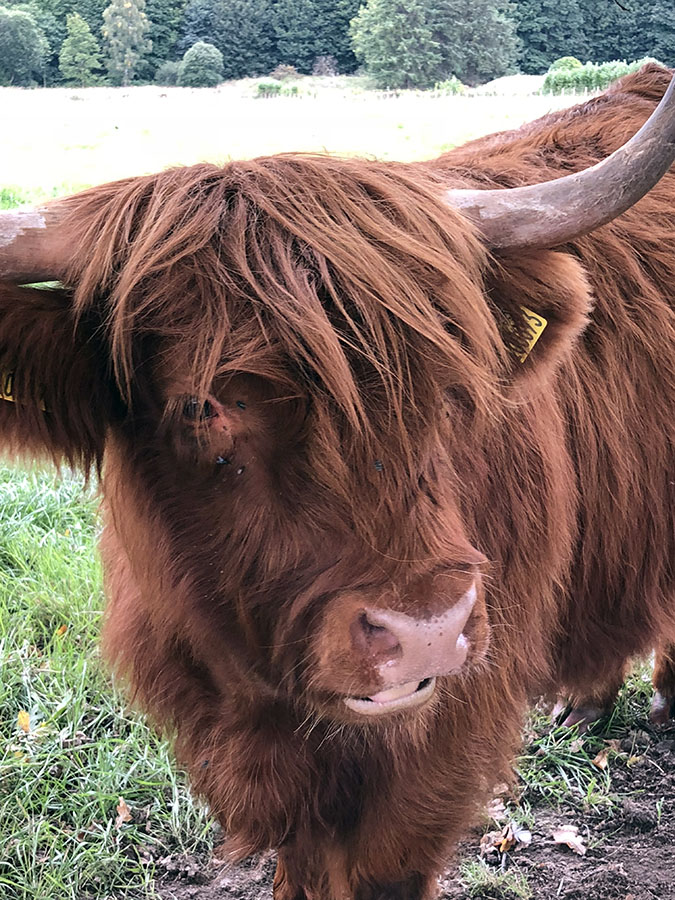 Summer in Scotland. What a beautiful country and all the more so when you are lucky enough to spend it with family . Highland Cow. Photo courtesy Deborah Lyon