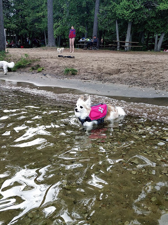 Oscar learns to swim at Balsam Lake. Photo courtesy Loretta Leung