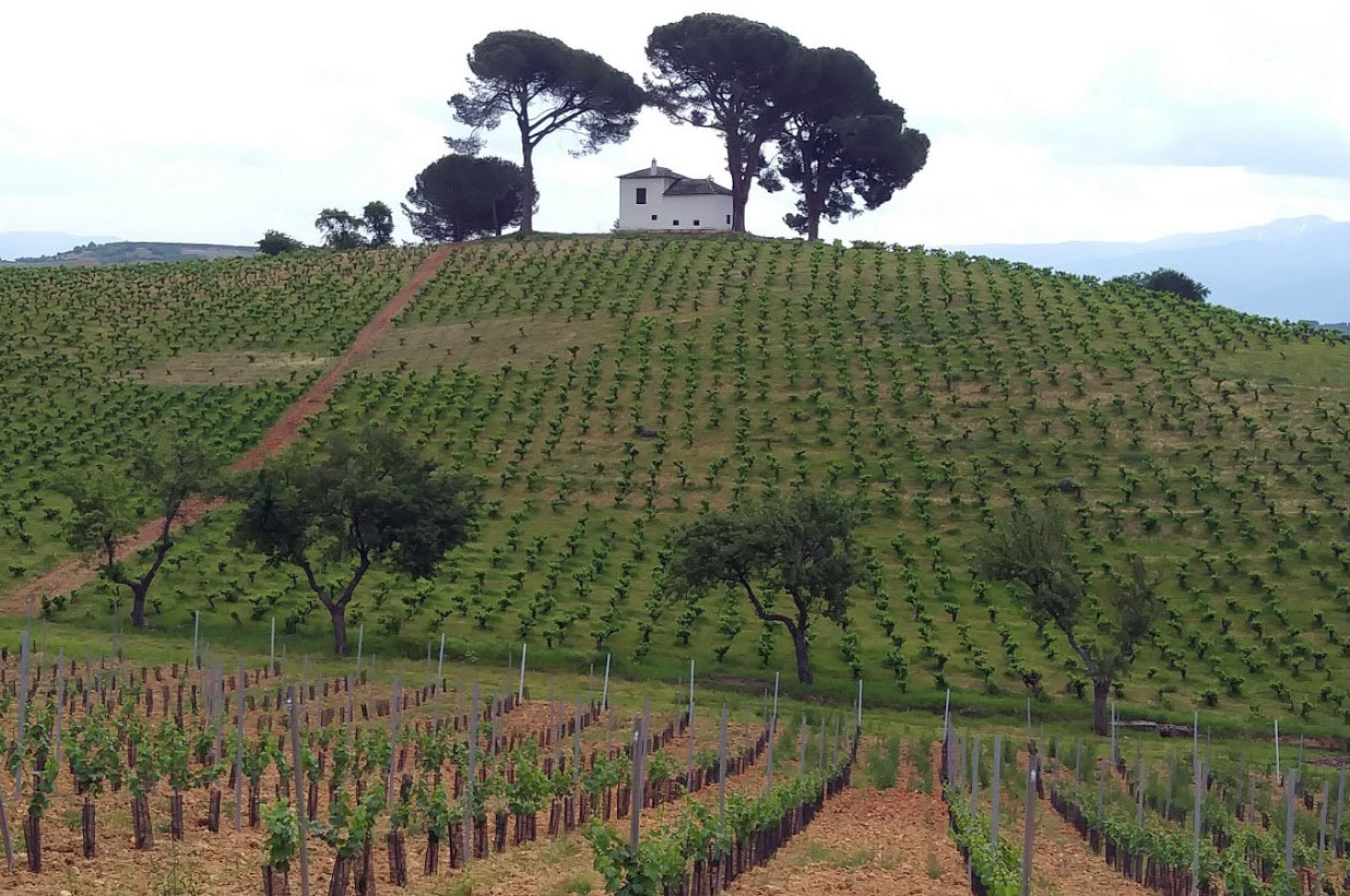My favorites from my trip on Camino the Santiago in Spain . Vineyards in Galicia. Photo courtesy Barbara Janus
