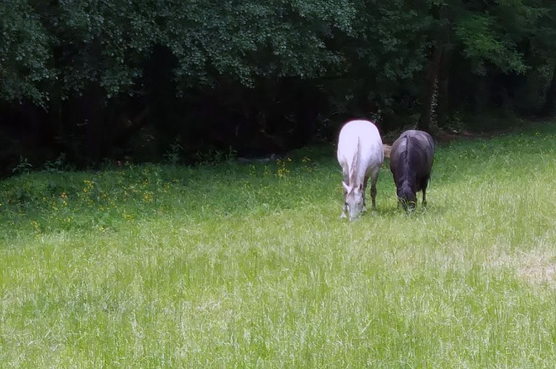 My favorites from my trip on Camino the Santiago in Spain. Photo courtesy Barbara Janus