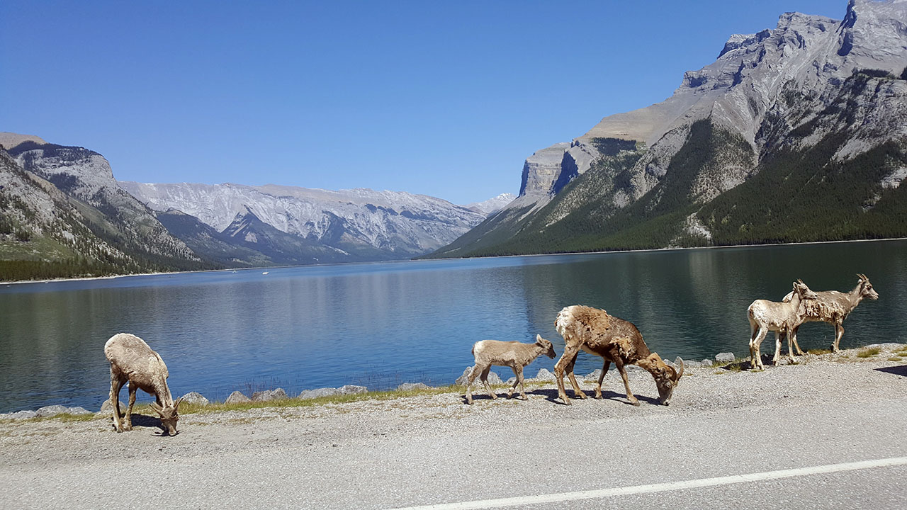 Long Horned Sheep at Lake Minnewanka near Banff  Alberta. Photo courtesy  Vlado Dimovski