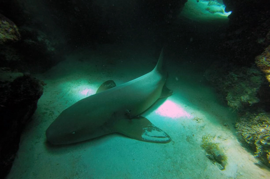 Nurse shark in Jamaica. Photo courtesy Wendy Whiteman