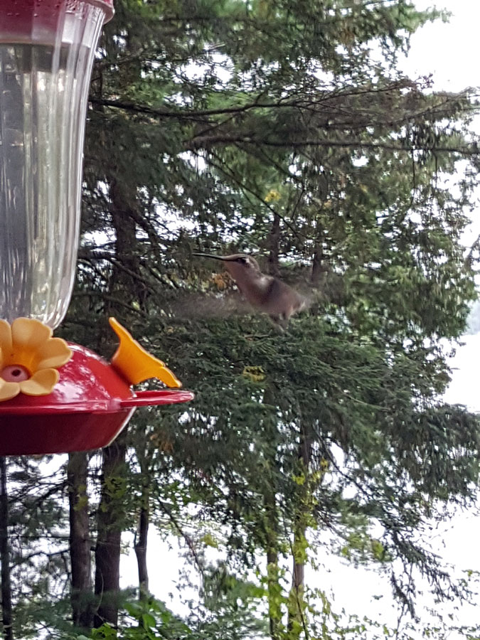 Beautiful hummingbird spotted at Buckshot Lake. Photo courtesy Pat Lamanna