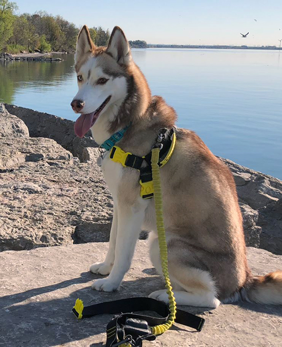 This is Seamus, the Siberian Husky enjoying a day at Rouge Beach after a run.Photo courtesy Deborah Lyon