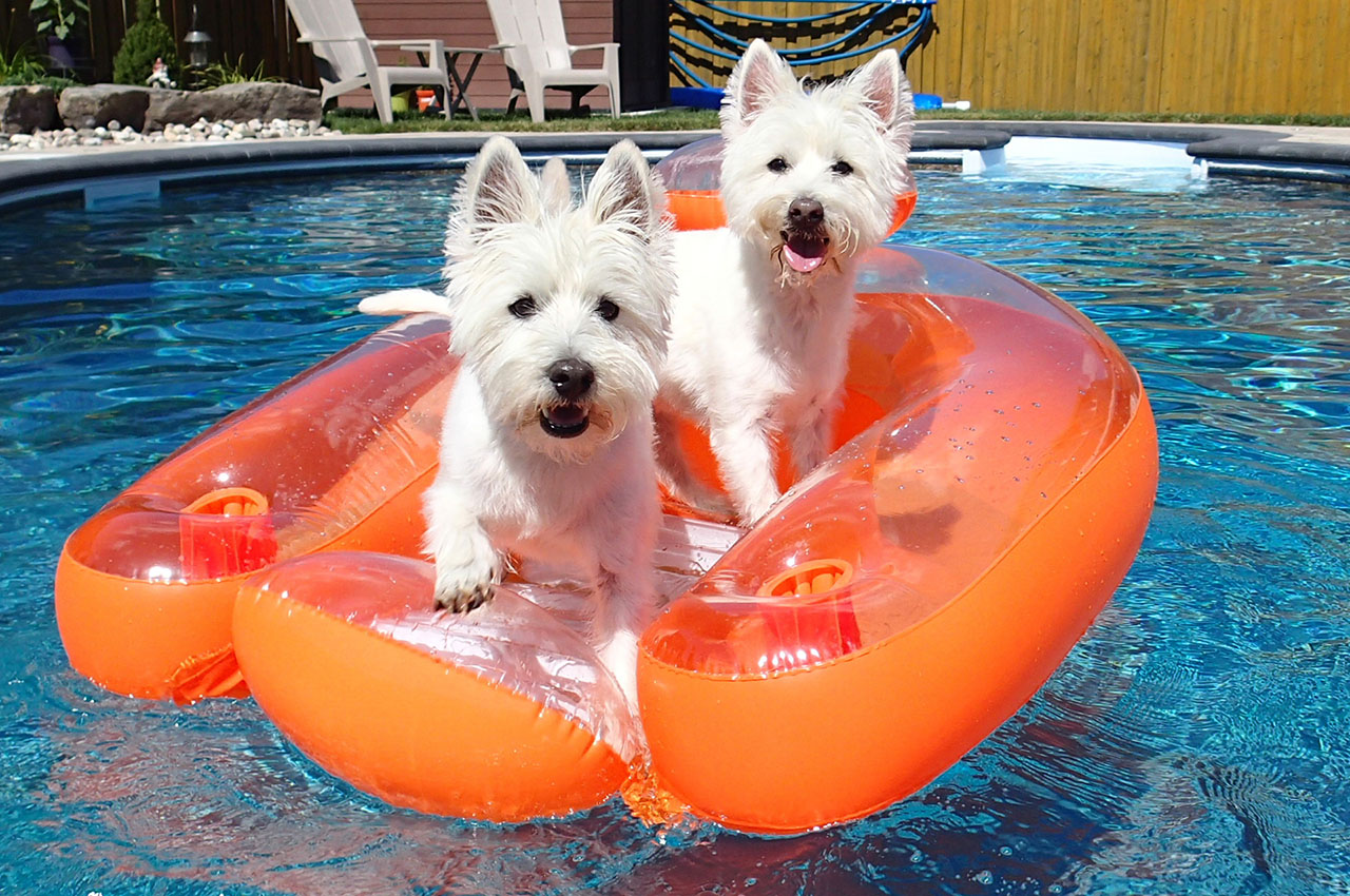 Max and Maggie chilling in the pool. Photo courtesy Oliver Nicolai