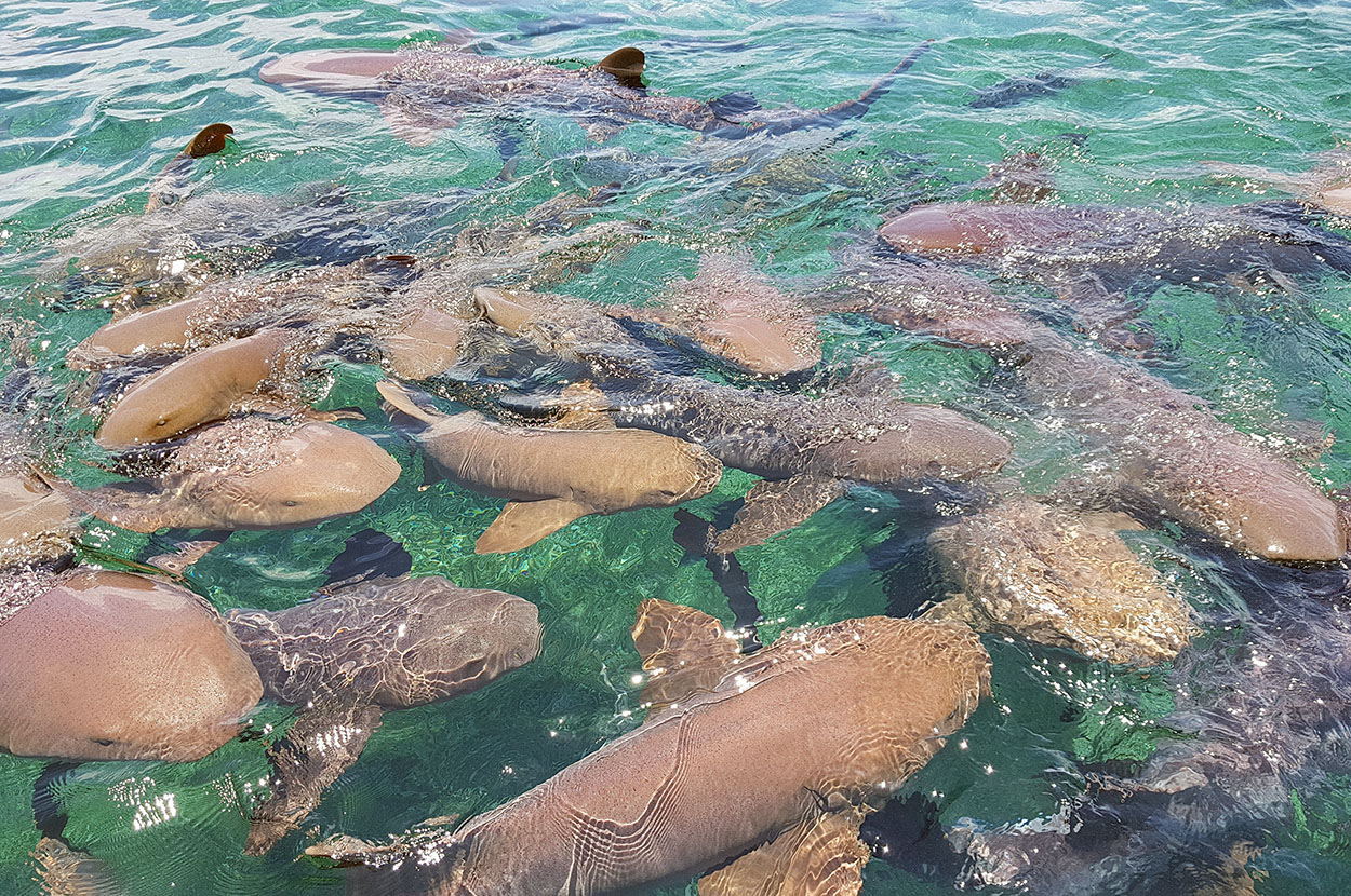Snorkeling with Nurse Sharks, San Pedro, Belize. Photo courtesy Harish Singh
