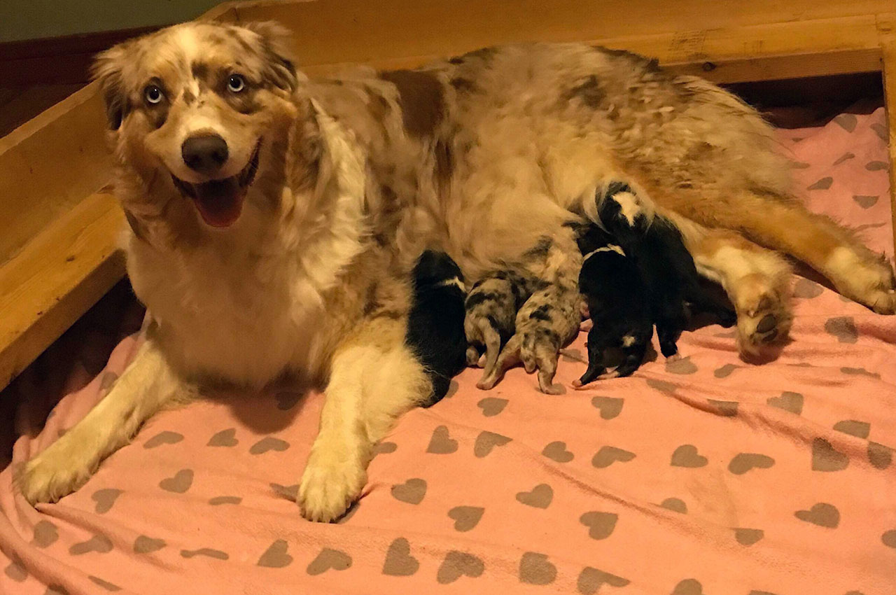 What could be cuter that summer puppies. This is Lydia with her five beautiful, healthy pups. Photo courtesy Janet Weller