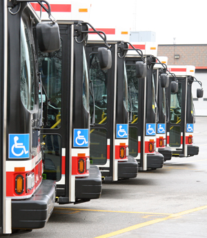 TTC fleet of buses.